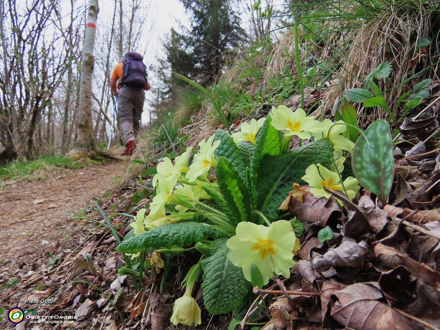 45 Primula vulgaris (Primule).JPG